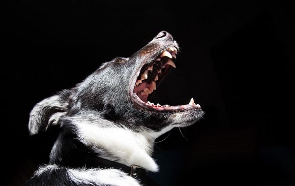 Pets Get Gum Disease Too! Pets Get Gum Disease Too!