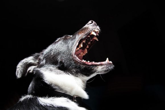 Pets Get Gum Disease Too! | Simcoe Family Dentistry
