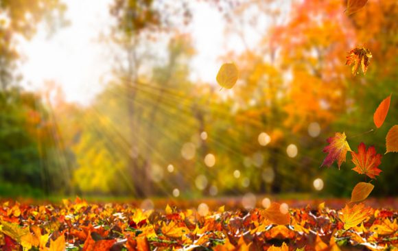 Fall In Simcoe County! Do You Have a Favourite Hiking Spot? Fall In Simcoe County! Do You Have a Favourite Hiking Spot?