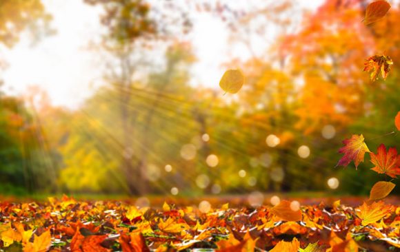 fall-in-simcoe-county-things-to-do Fall in Simcoe County – Things to Do!